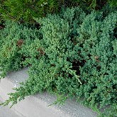 Dwarf Creeping Juniper